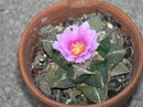 Living Rock cactus
